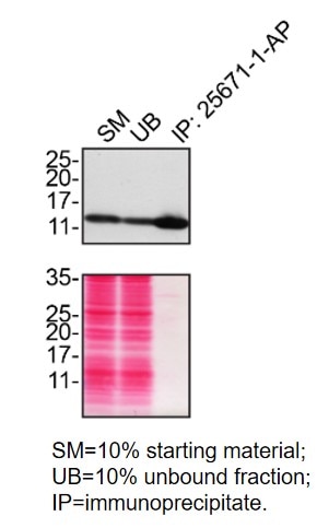 Immunoprecipitation (IP) experiment of HAP1 using CHCHD10 Polyclonal antibody (25671-1-AP)