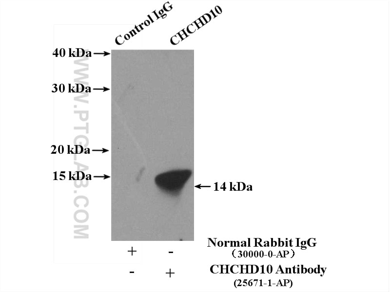 Immunoprecipitation (IP) experiment of mouse heart tissue using CHCHD10 Polyclonal antibody (25671-1-AP)