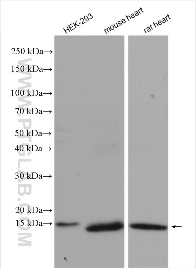 Western Blot (WB) analysis of various lysates using CHCHD10 Polyclonal antibody (25671-1-AP)