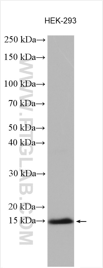Western Blot (WB) analysis of HEK-293 cells using CHCHD10 Polyclonal antibody (25671-1-AP)