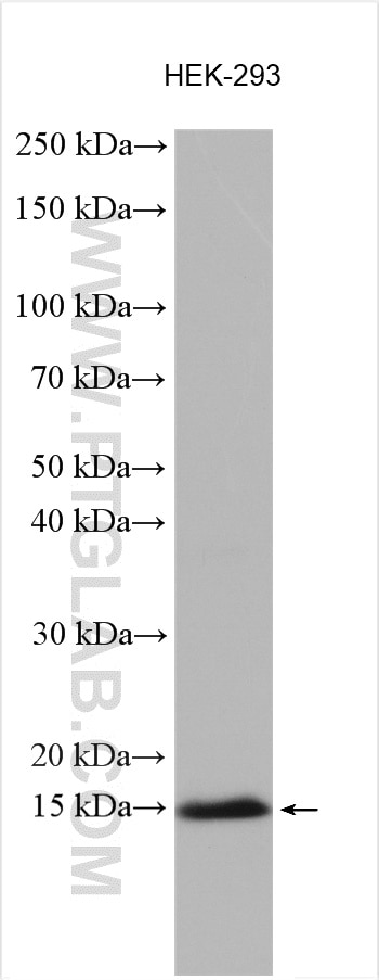 WB analysis of HEK-293 using 25671-1-AP