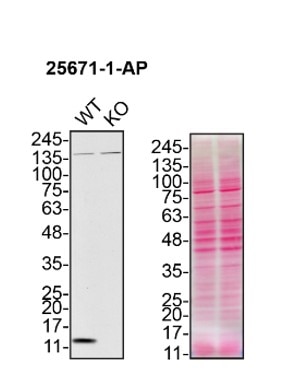 Western Blot (WB) analysis of HAP1 cells using CHCHD10 Polyclonal antibody (25671-1-AP)