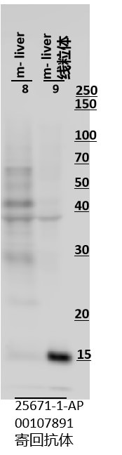 WB analysis using 25671-1-AP