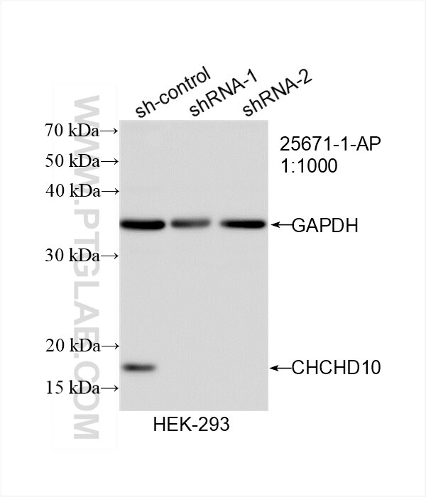 Western Blot (WB) analysis of HEK-293 cells using CHCHD10 Polyclonal antibody (25671-1-AP)