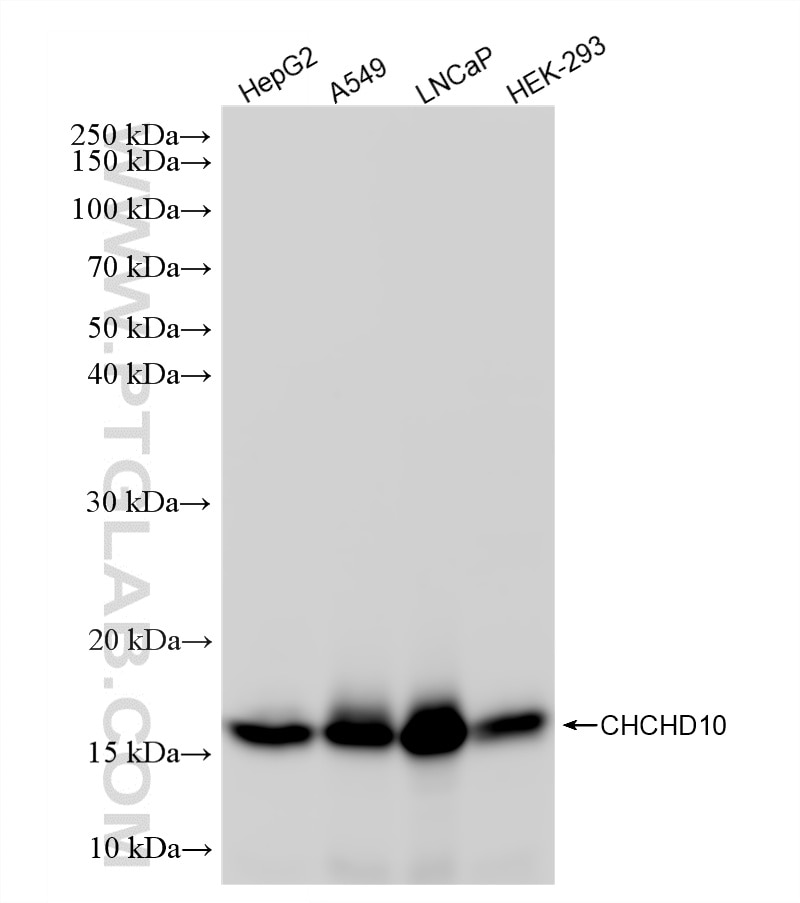 WB analysis using 87812-1-RR (same clone as 87812-1-PBS) Western Blot (WB) analysis of various lysates using CHCHD10 Recombinant monoclonal antibody (87812-1-RR)