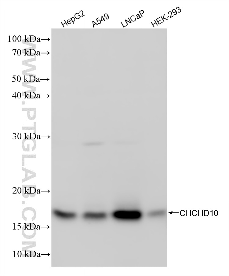 WB analysis using 87812-2-RR (same clone as 87812-2-PBS) Western Blot (WB) analysis of various lysates using CHCHD10 Recombinant monoclonal antibody (87812-2-RR)