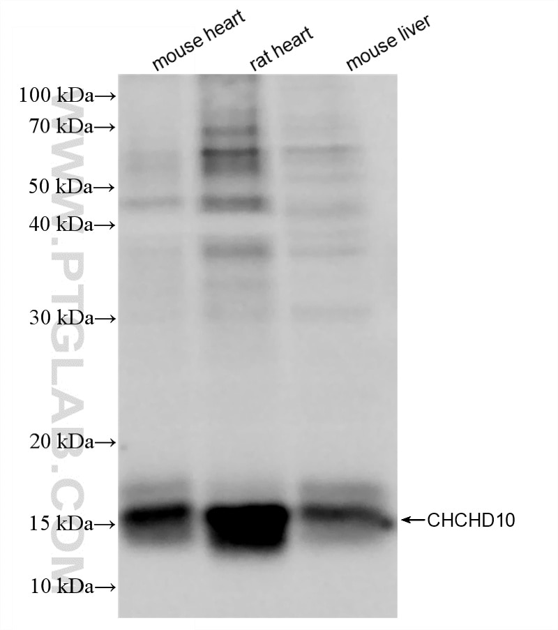 WB analysis using 87812-2-RR (same clone as 87812-2-PBS) Western Blot (WB) analysis of various lysates using CHCHD10 Recombinant monoclonal antibody (87812-2-RR)
