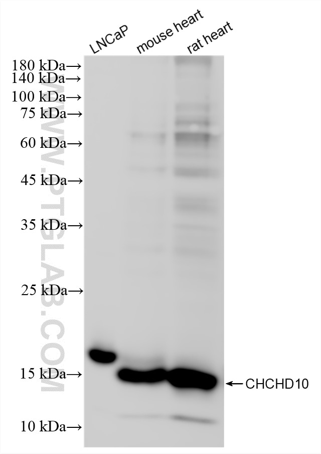 WB analysis using 87812-2-RR (same clone as 87812-2-PBS) Western Blot (WB) analysis of various lysates using CHCHD10 Recombinant monoclonal antibody (87812-2-RR)
