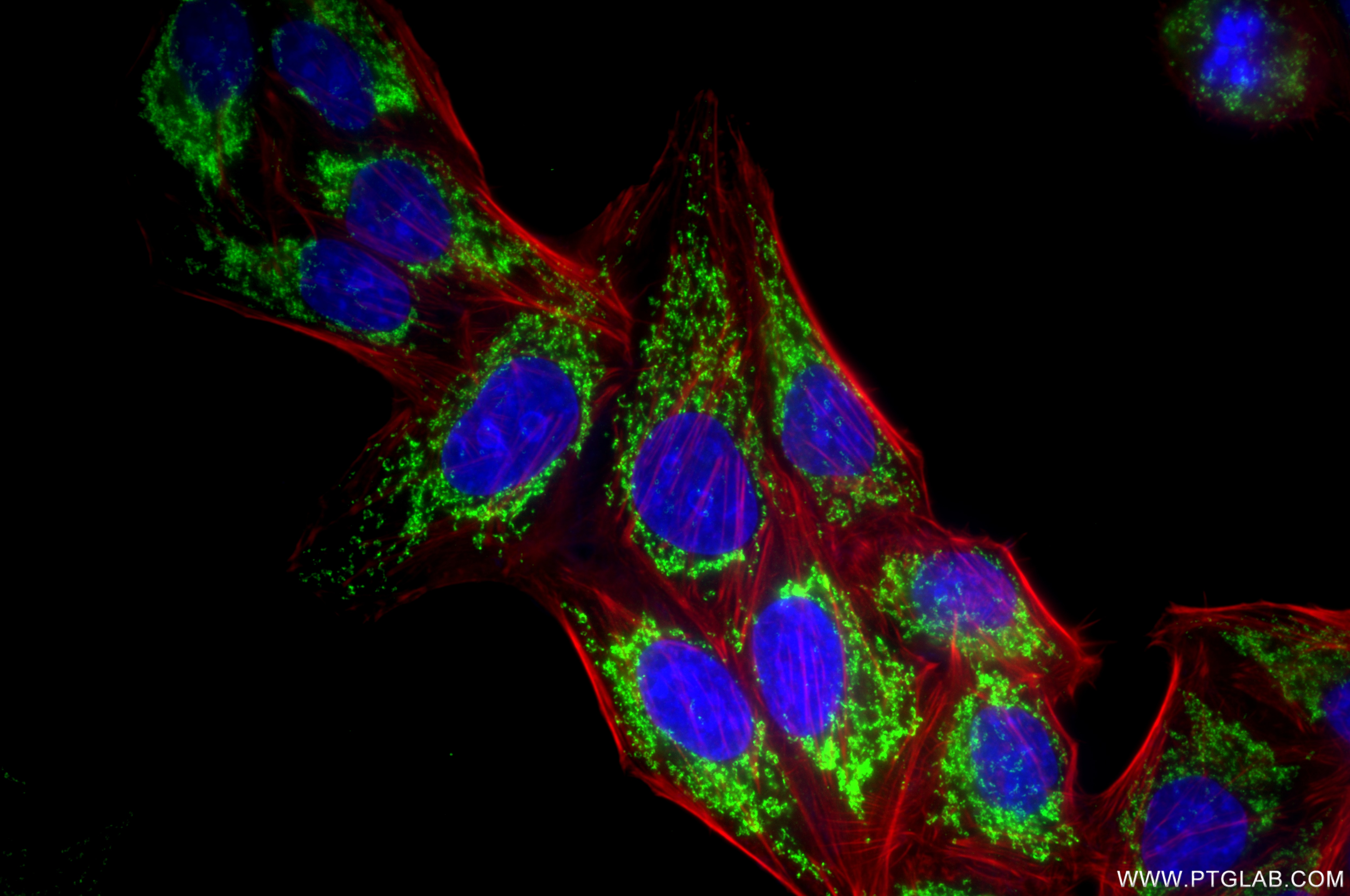 Immunofluorescence (IF) / fluorescent staining of HepG2 cells using CHCHD10 Recombinant monoclonal antibody (87812-3-RR)