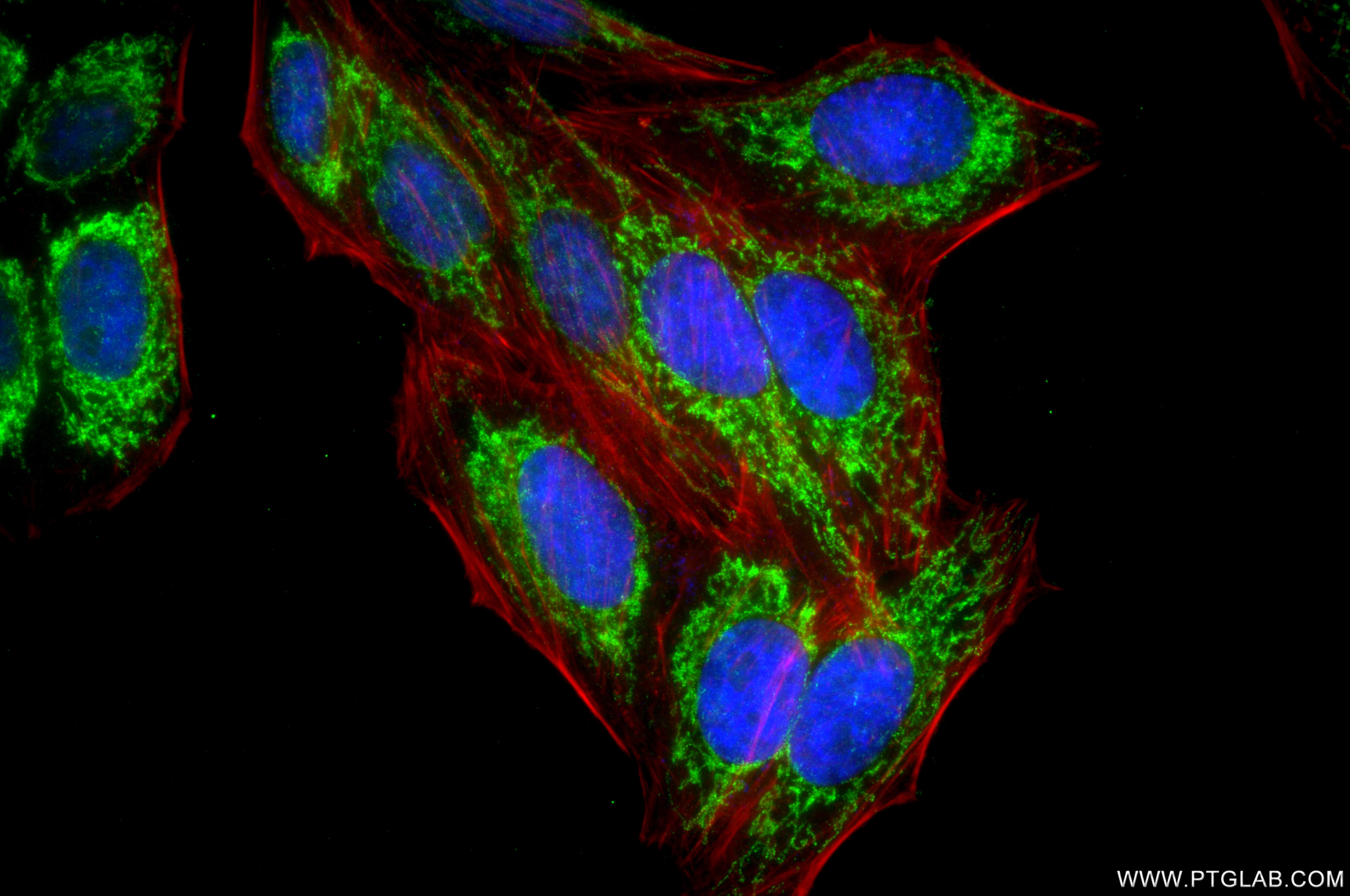Immunofluorescence (IF) / fluorescent staining of HepG2 cells using CHCHD10 Recombinant monoclonal antibody (87812-3-RR)
