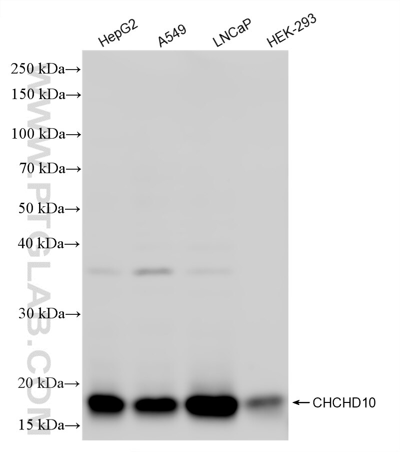Western Blot (WB) analysis of various lysates using CHCHD10 Recombinant monoclonal antibody (87812-3-RR)