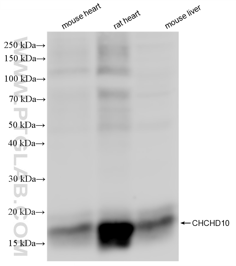 Western Blot (WB) analysis of various lysates using CHCHD10 Recombinant monoclonal antibody (87812-3-RR)