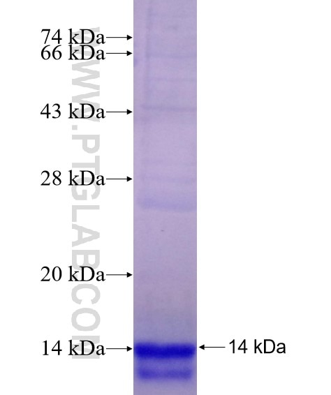 CHCHD10 fusion protein Ag22598 SDS-PAGE