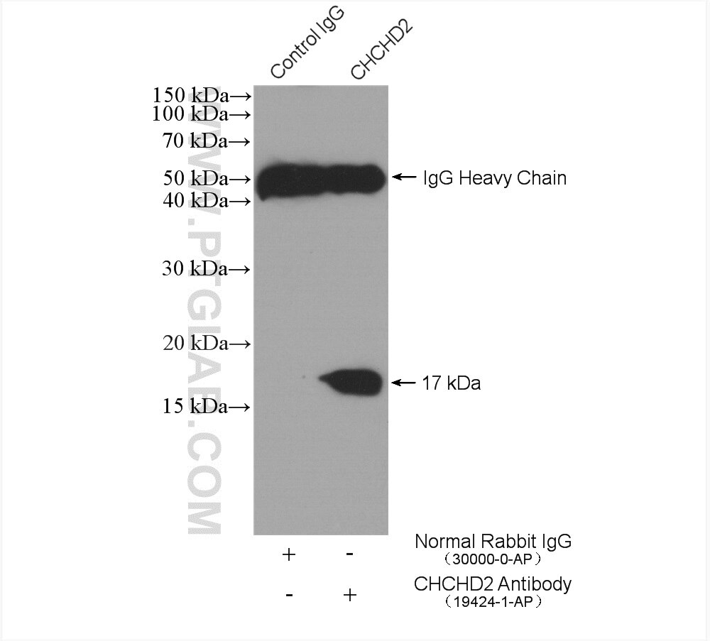 Immunoprecipitation (IP) experiment of HepG2 cells using CHCHD2 Polyclonal antibody (19424-1-AP)