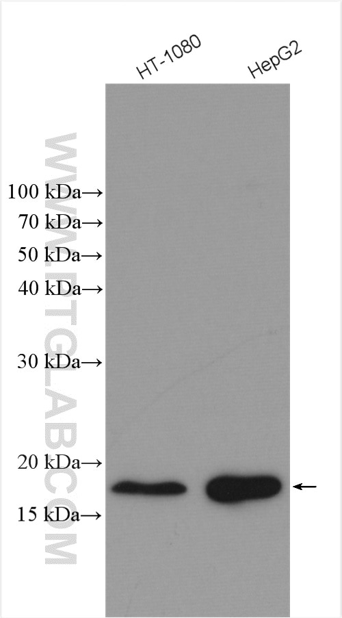 Western Blot (WB) analysis of various lysates using CHCHD2 Polyclonal antibody (19424-1-AP)