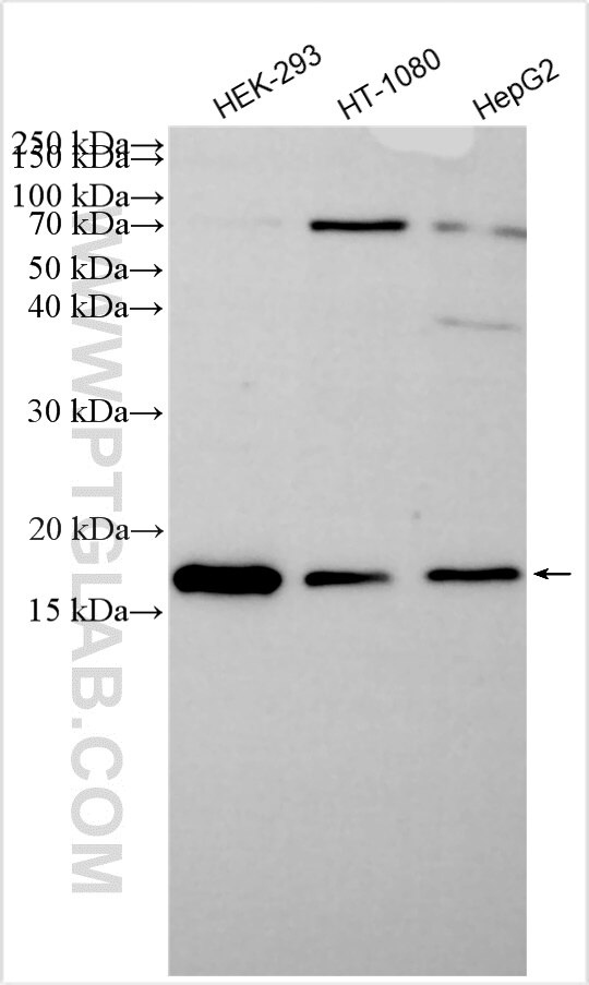 Western Blot (WB) analysis of various lysates using CHCHD2 Polyclonal antibody (19424-1-AP)