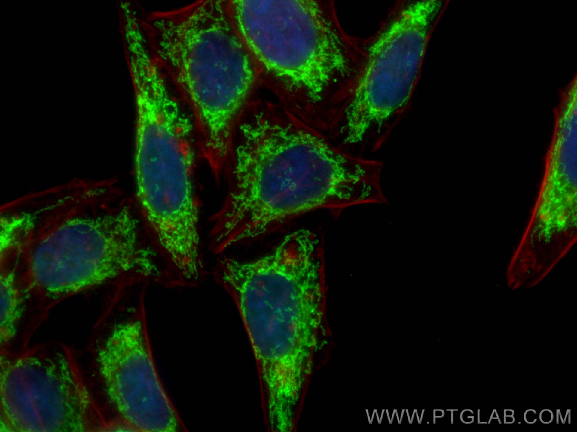 Immunofluorescence (IF) / fluorescent staining of HepG2 cells using CHCHD2 Monoclonal antibody (66302-1-Ig)