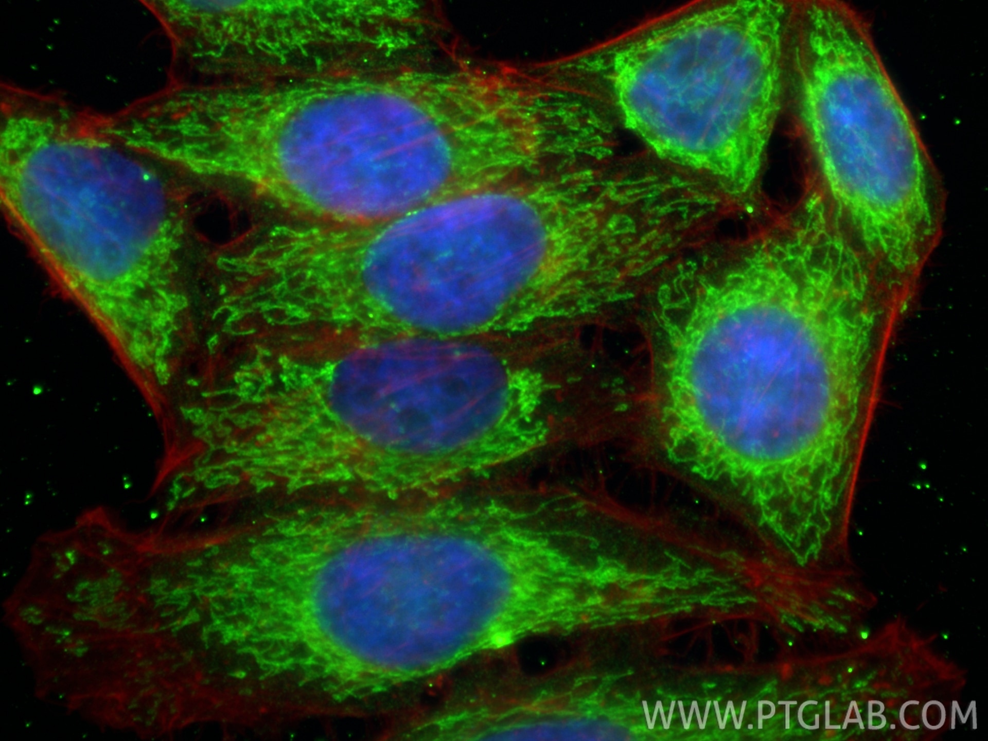 Immunofluorescent analysis of (4% PFA) fixed HepG2 cells using CHCHD2 antibody (66302-1-Ig, Clone: 2G1G10 ) at dilution of 1:400 and CoraLite®488-Conjugated Goat Anti-Mouse IgG(H+L) (SA00013-1), CL594-phalloidin (red). Immunofluorescence (IF) / fluorescent staining of HepG2 cells using CHCHD2 Monoclonal antibody (66302-1-Ig)