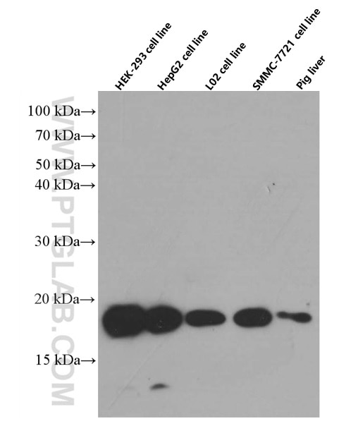 Western Blot (WB) analysis of various lysates using CHCHD2 Monoclonal antibody (66302-1-Ig)