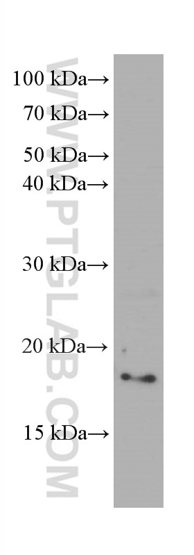 Western Blot (WB) analysis of rat liver tissue using CHCHD2 Monoclonal antibody (66302-1-Ig)