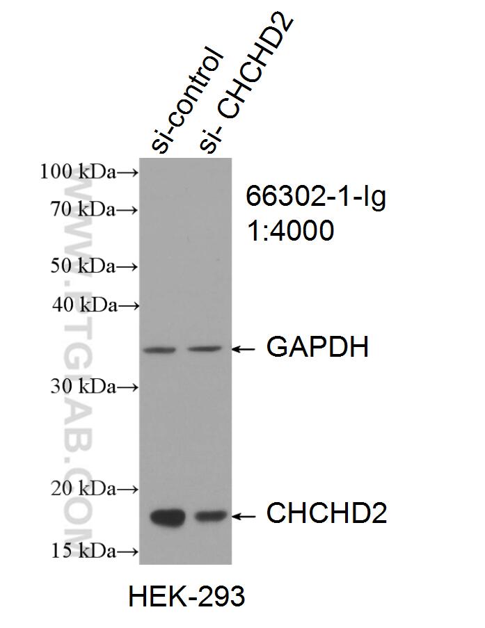Western Blot (WB) analysis of HEK-293 cells using CHCHD2 Monoclonal antibody (66302-1-Ig)