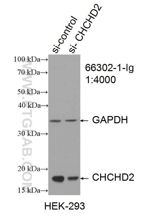 WB analysis of HEK-293 using 66302-1-Ig