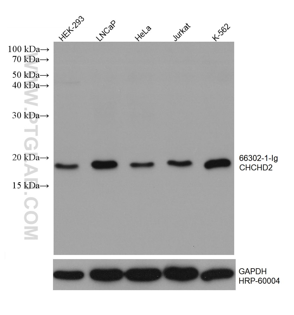 Western Blot (WB) analysis of various lysates using CHCHD2 Monoclonal antibody (66302-1-Ig)