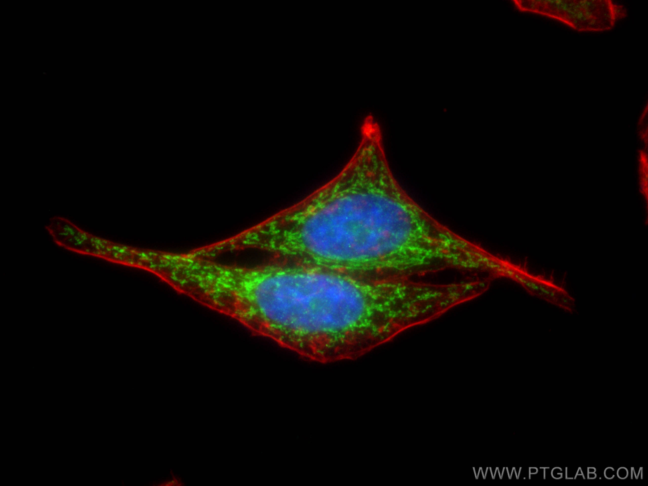 Immunofluorescence (IF) / fluorescent staining of HepG2 cells using CHCHD2 Recombinant antibody (82702-1-RR)