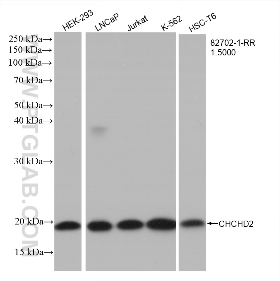 Western Blot (WB) analysis of various lysates using CHCHD2 Recombinant antibody (82702-1-RR)