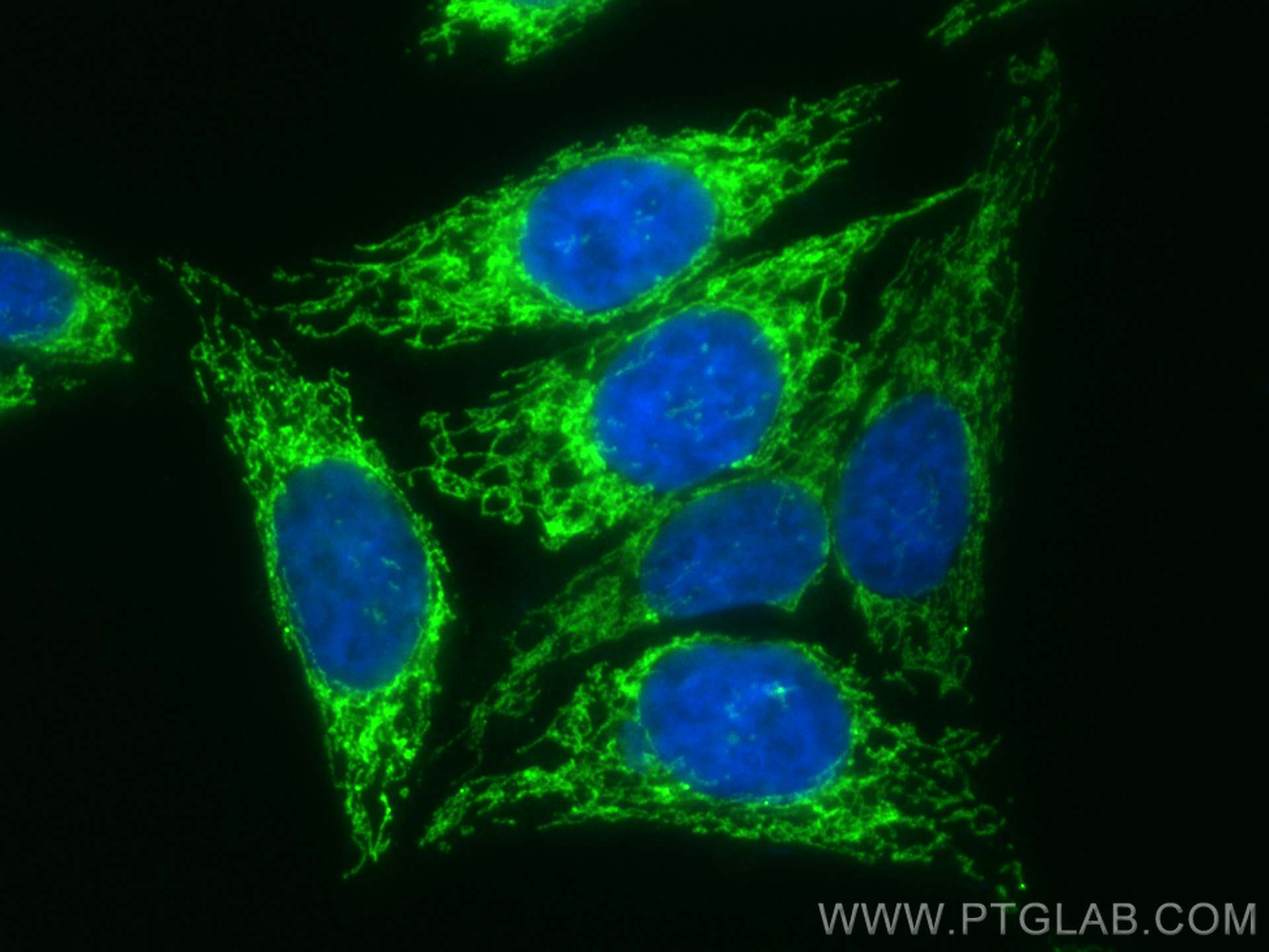 Immunofluorescence (IF) / fluorescent staining of HepG2 cells using CoraLite® Plus 488-conjugated CHCHD2 Polyclonal an (CL488-19424)