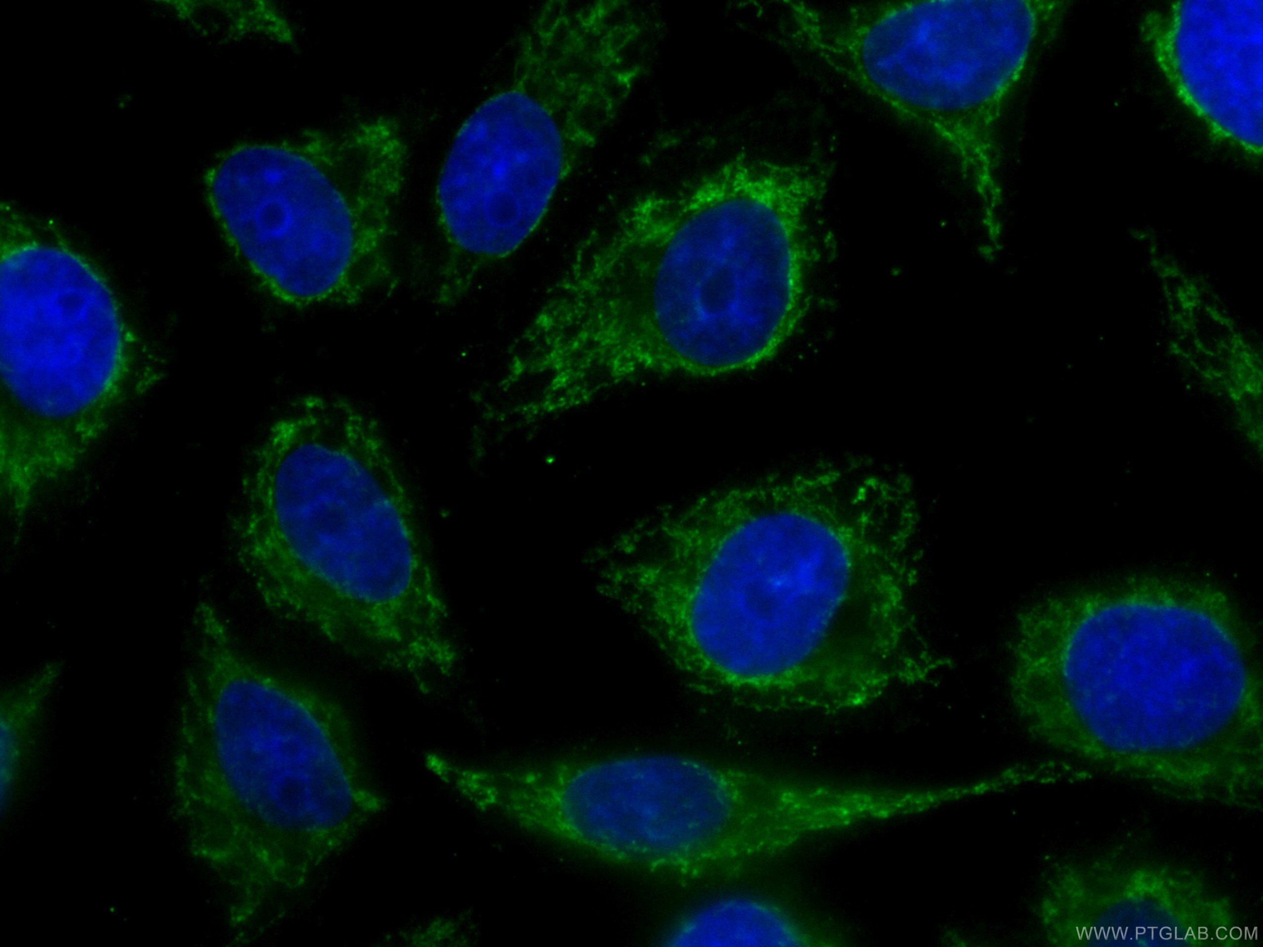 Immunofluorescence (IF) / fluorescent staining of HepG2 cells using CoraLite® Plus 488-conjugated CHCHD2 Monoclonal an (CL488-66302)
