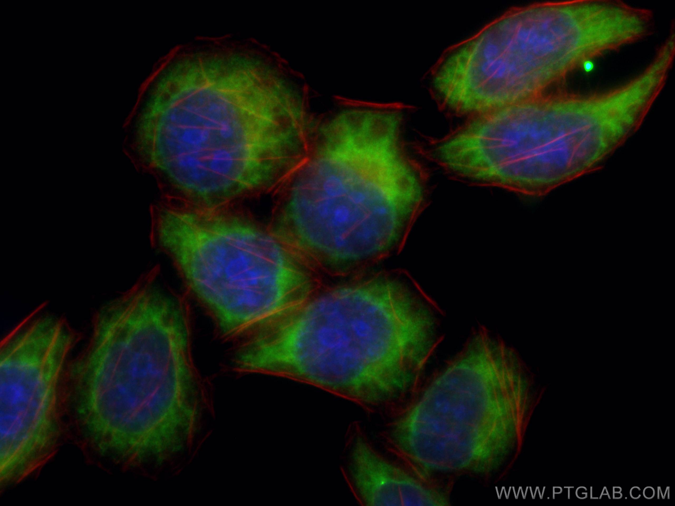 Immunofluorescence (IF) / fluorescent staining of L02 cells using CoraLite® Plus 488-conjugated CHCHD2 Monoclonal an (CL488-66302)