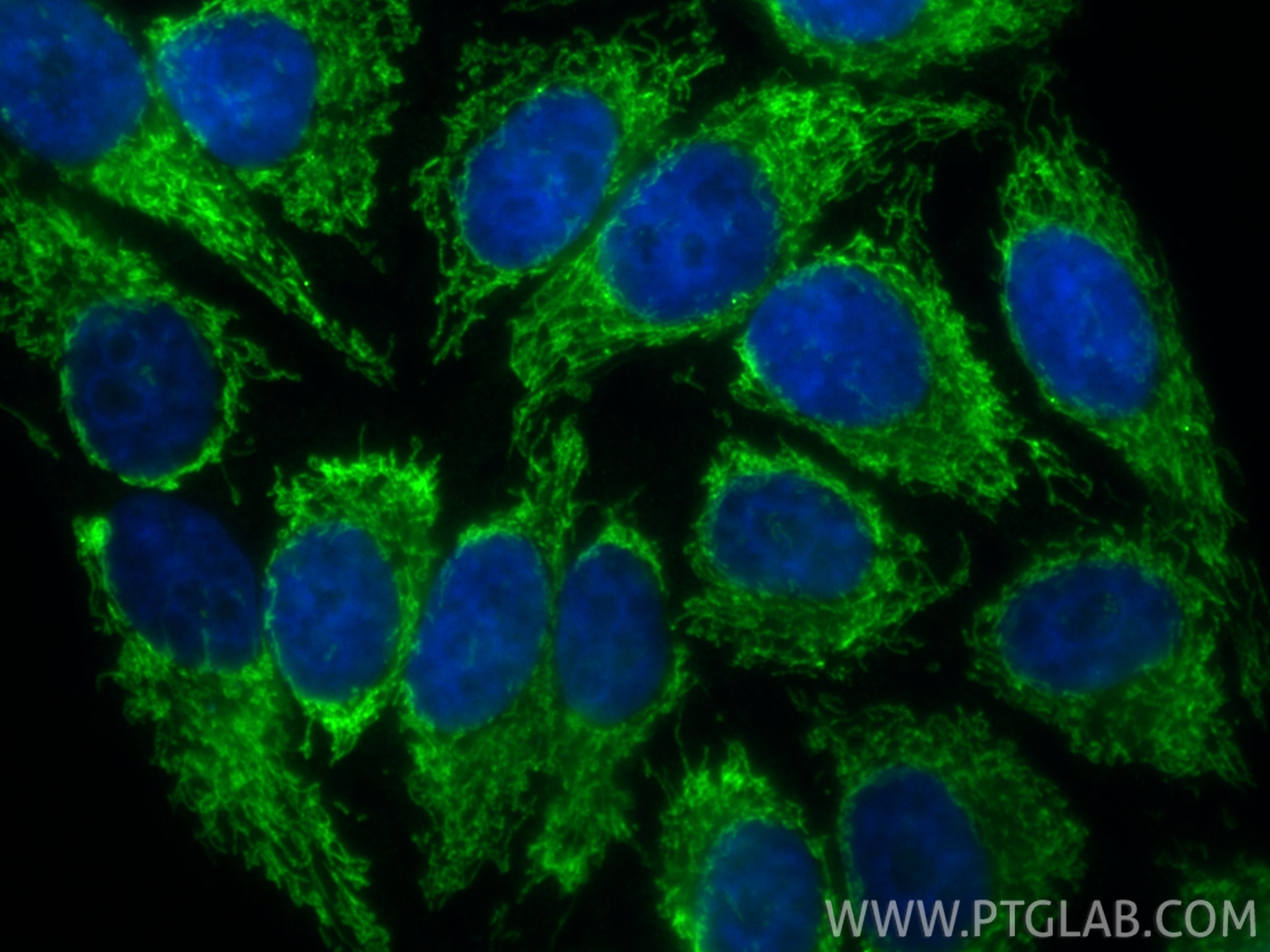 Immunofluorescence (IF) / fluorescent staining of HepG2 cells using CoraLite® Plus 488-conjugated CHCHD2 Monoclonal an (CL488-66302)
