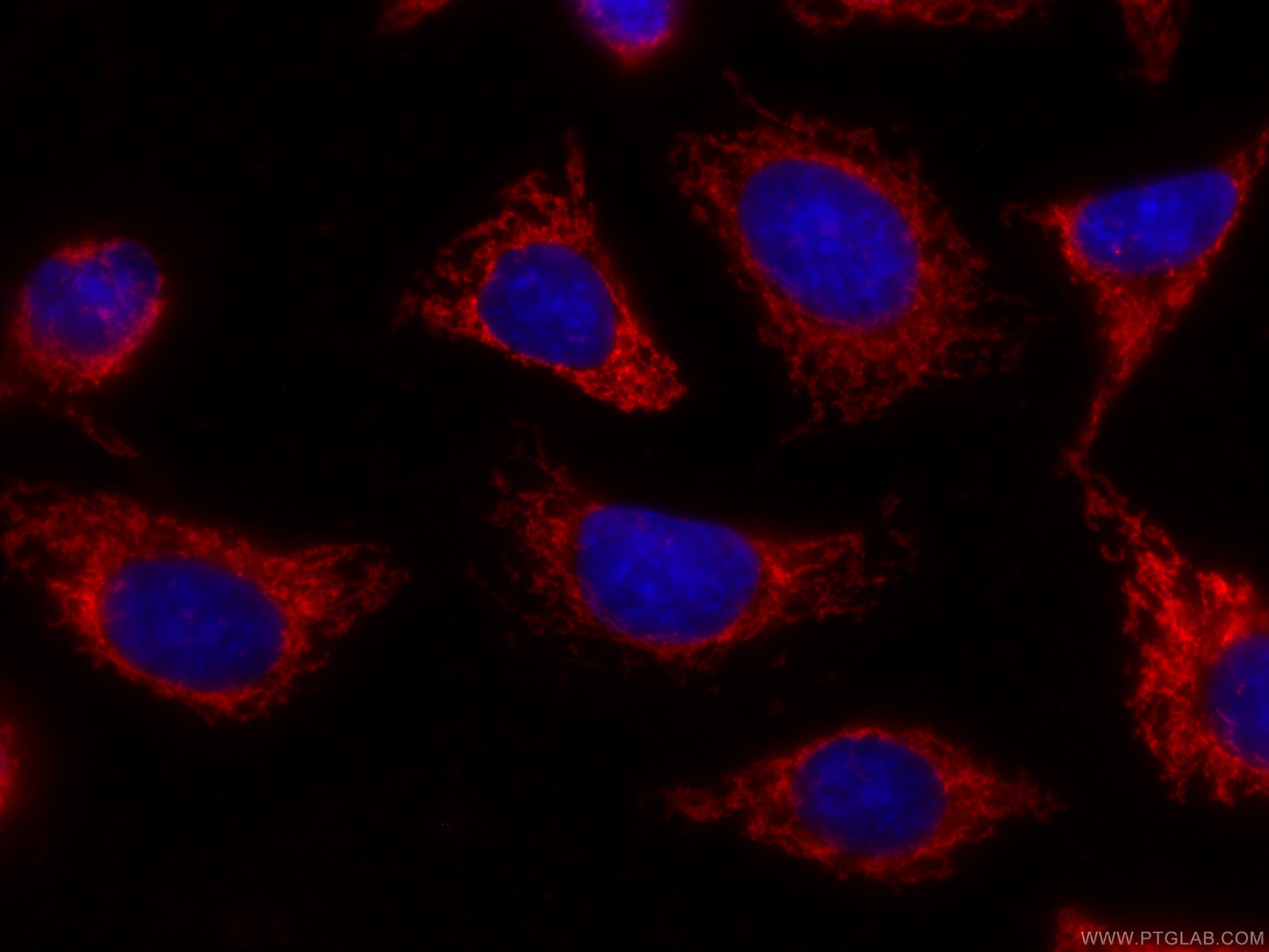 Immunofluorescence (IF) / fluorescent staining of HepG2 cells using CoraLite®594-conjugated CHCHD2 Monoclonal antibody (CL594-66302)