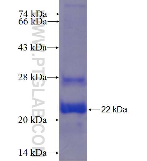 CHCHD2 fusion protein Ag24219 SDS-PAGE