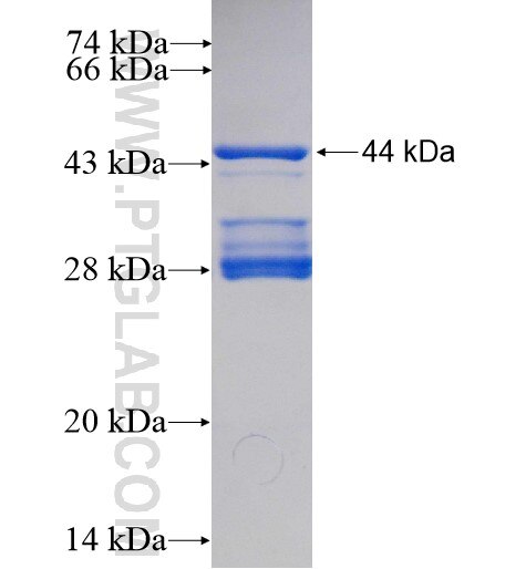 CHCHD2 fusion protein Ag13752 SDS-PAGE