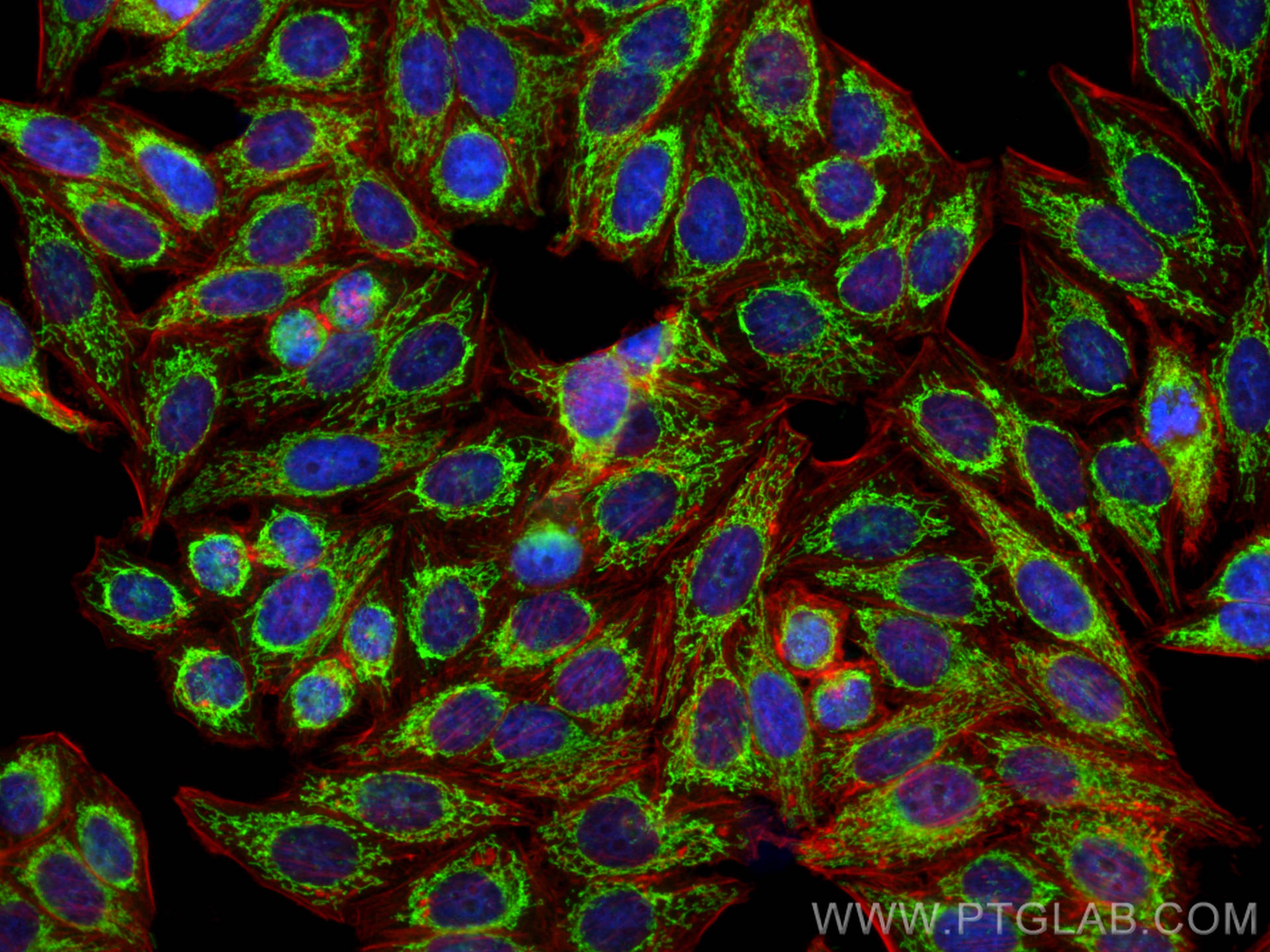 IF Staining of HepG2 using 25625-1-AP