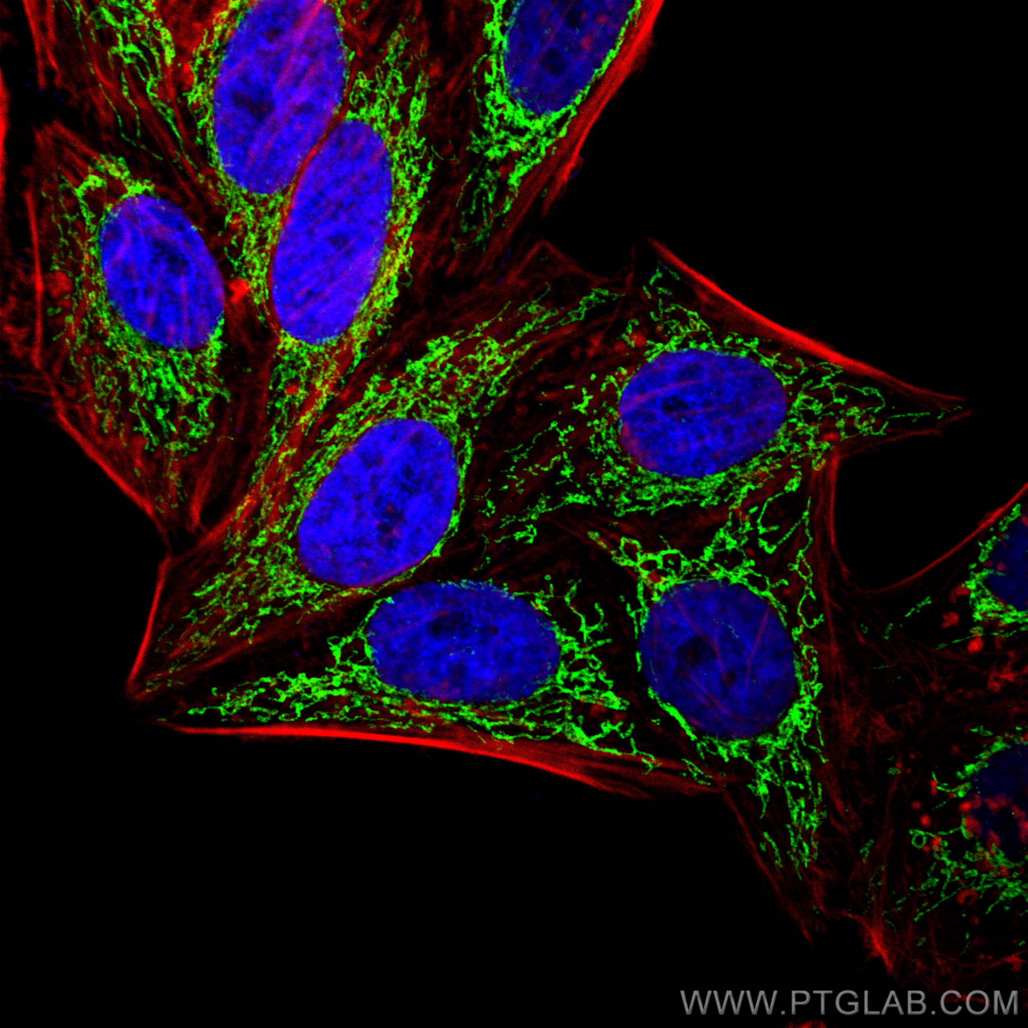 Immunofluorescence (IF) / fluorescent staining of HepG2 cells using CHCHD3 Polyclonal antibody (25625-1-AP)