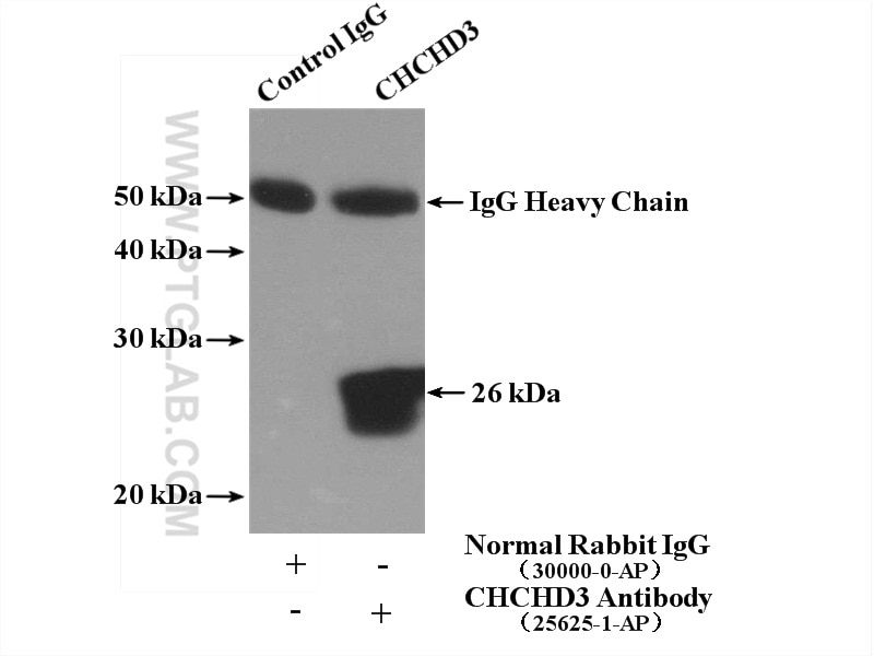 Immunoprecipitation (IP) experiment of HeLa cells using CHCHD3 Polyclonal antibody (25625-1-AP)