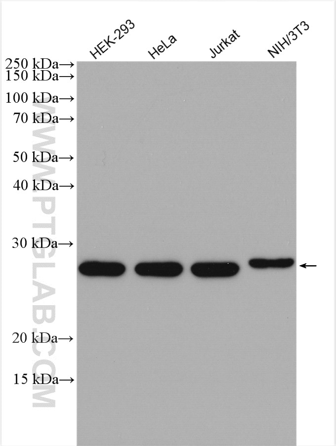 Western Blot (WB) analysis of various lysates using CHCHD3 Polyclonal antibody (25625-1-AP)