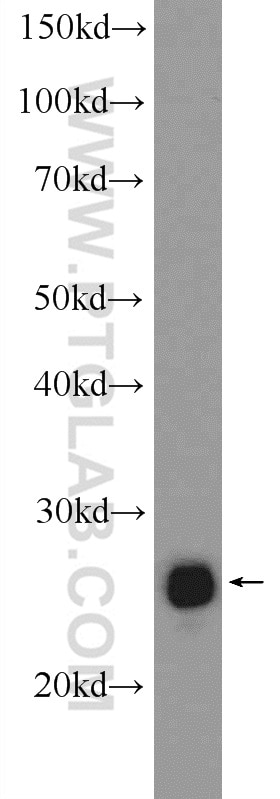 Western Blot (WB) analysis of mouse liver tissue using CHCHD3 Polyclonal antibody (25625-1-AP)