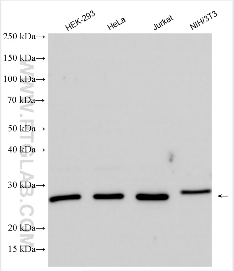 Western Blot (WB) analysis of various lysates using CHCHD3 Polyclonal antibody (25625-1-AP)