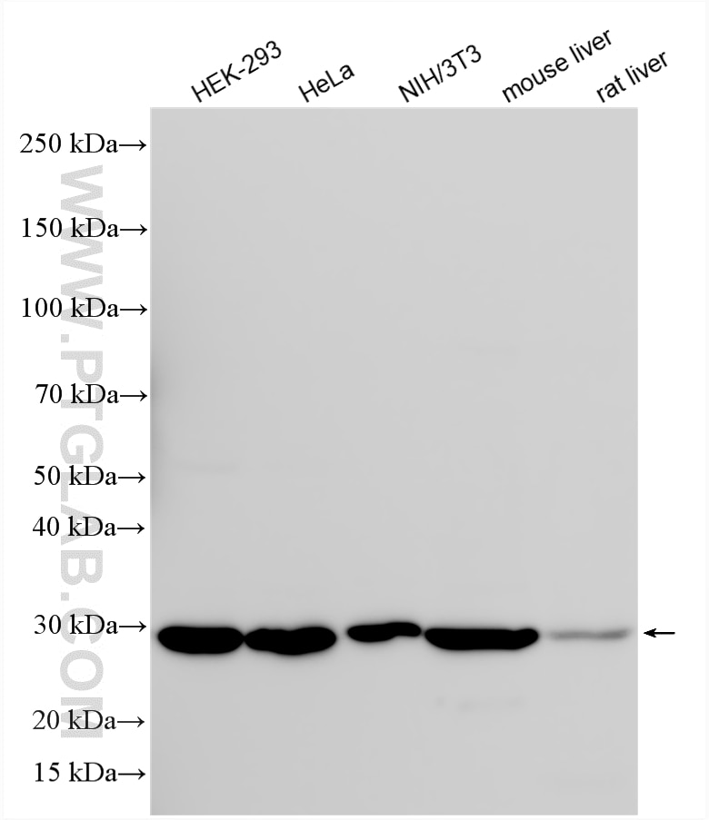 Various lysates were subjected to SDS PAGE followed by western blot with 25625-1-AP (CHCHD3/MIC19 antibody) at dilution of 1:60000 incubated at room temperature for 1.5 hours. Western Blot (WB) analysis of various lysates using CHCHD3/MIC19 Polyclonal antibody (25625-1-AP)