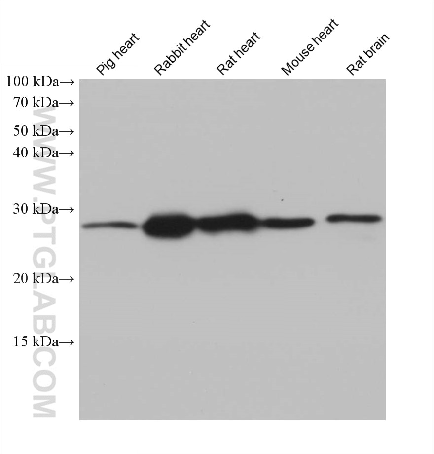 Western Blot (WB) analysis of various lysates using CHCHD3 Monoclonal antibody (68259-1-Ig)