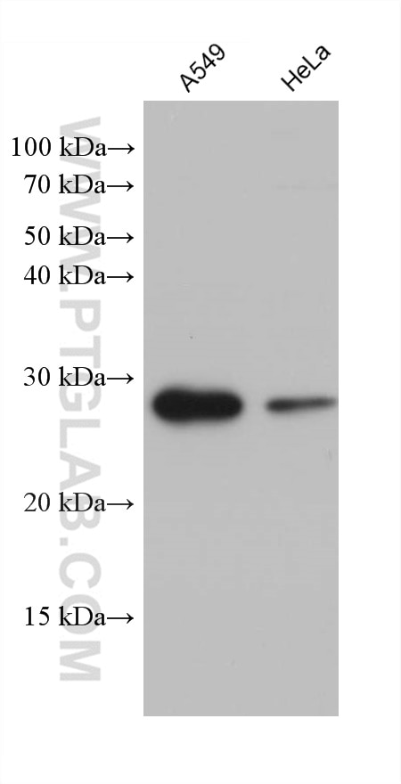 Western Blot (WB) analysis of various lysates using CHCHD3 Monoclonal antibody (68259-1-Ig)