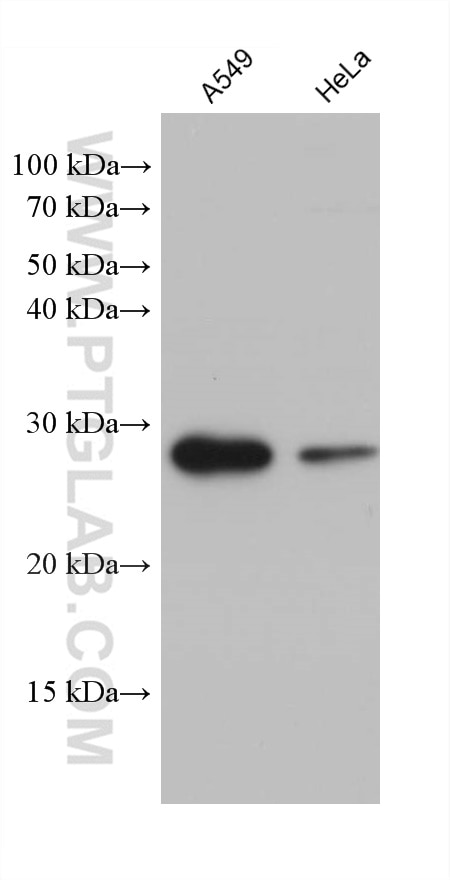 WB analysis using 68259-1-Ig