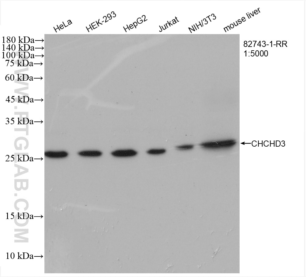 Western Blot (WB) analysis of various lysates using CHCHD3 Recombinant antibody (82743-1-RR)