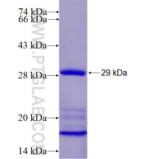 CHCHD3 fusion protein Ag22628 SDS-PAGE