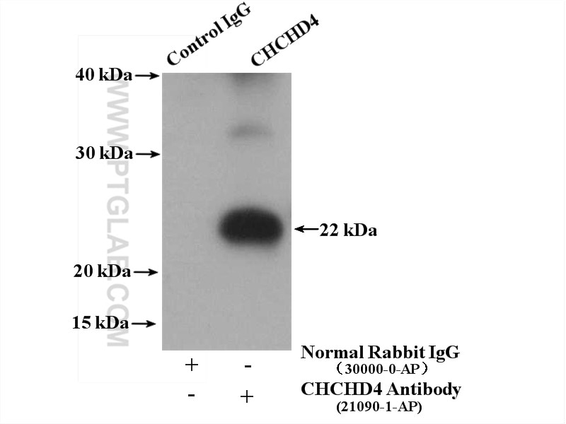 Immunoprecipitation (IP) experiment of mouse brain tissue using CHCHD4 Polyclonal antibody (21090-1-AP)