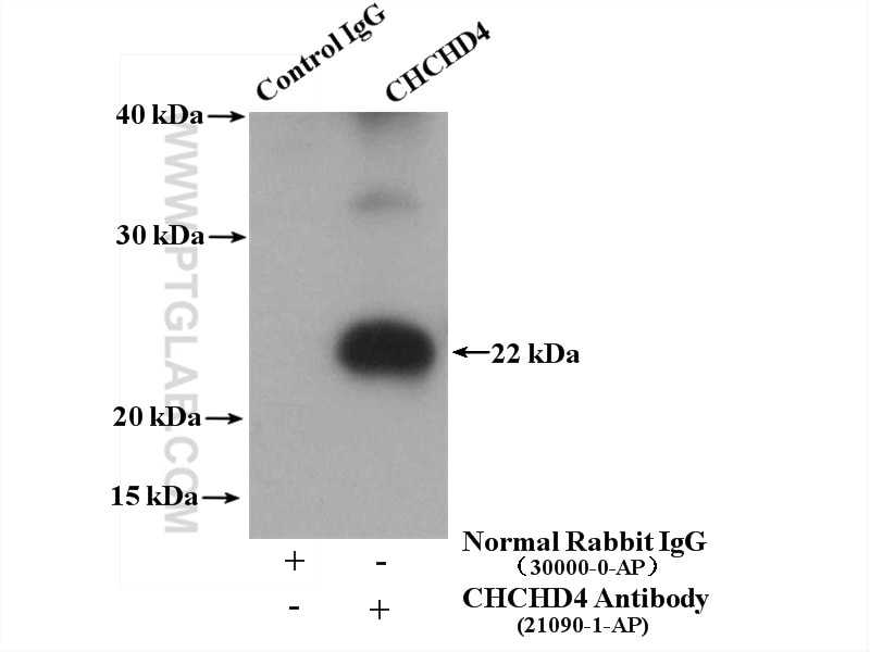 IP experiment of mouse brain using 21090-1-AP